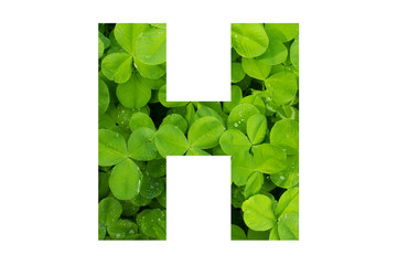 Green Clover Poppins Capital H on White Background