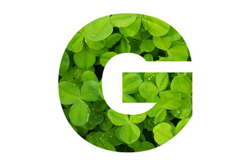 Green Clover Poppins Capital B on White Background