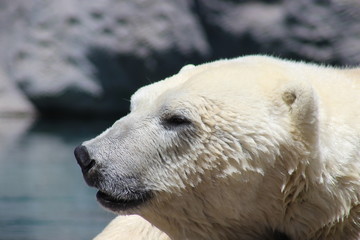 Polar bear Profile