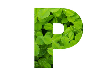 Green Clover Capital P in Poppins Font on White Background