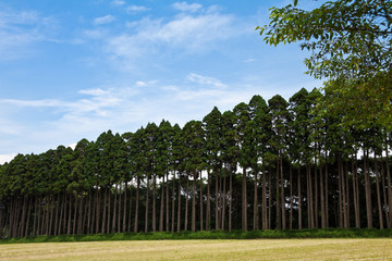 Fototapeta premium 刈り入れの終わった牧草地 
