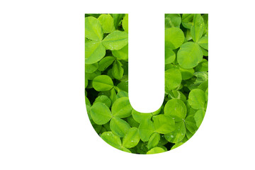 Green Clover Capital U in Poppins Font on White Background