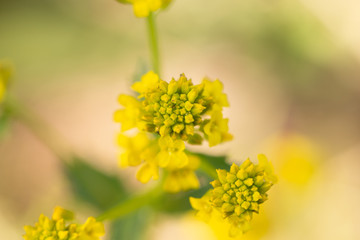 Garden yellow rocket