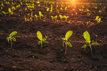 Small seedlings grow in the newly cultivated soil