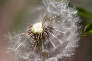 dandelion with some seeds