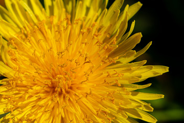 dandelion macro