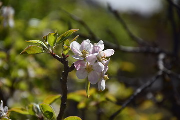 cherry blossom in spring
