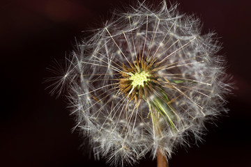 Detail of the Dandelion on the dark Background