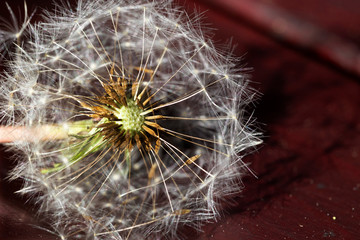 Detail of the Dandelion on the dark Background