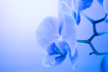 trend 2020 color Aqua menthe, classic blue, close up soft focus orchid flower in neon light, copy...