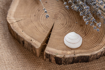 seashell on oak saw cut with lovanda