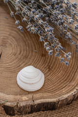 Fototapeta na wymiar seashell on oak saw cut with lovanda