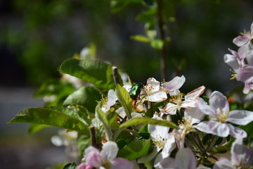 apple tree blossom
