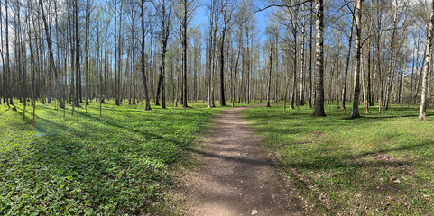 Panorama of first days of spring in a forest, long shadows, blue sky, Buds of trees, Trunks of birches, sunny day, path in the woods