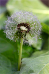 Detail of the Dandelion in Nature