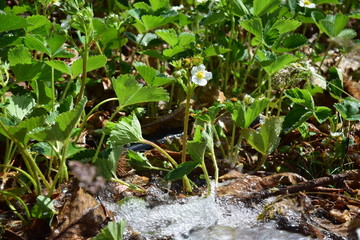 green grass growing in the garden