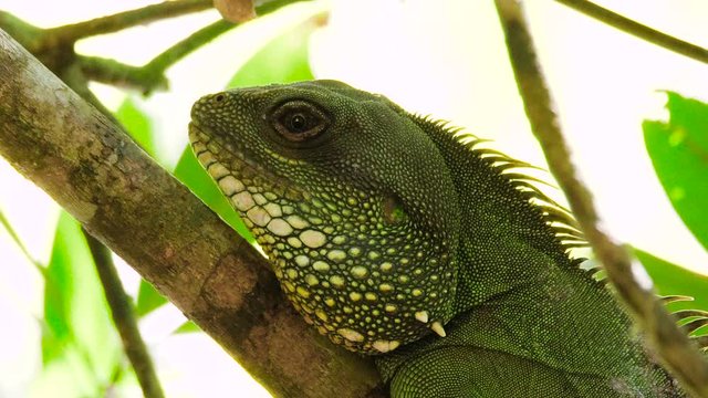 Closeup shot of the Chinese Water Dragon at Khao Yai national park, Thailand. Wild nature stock footage.