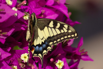 Common yellow swallowtail on some bougainvillea flowers