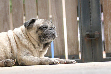 Pug dog lying on floor. Sleeping look. Locked gate at the background.