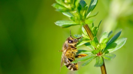 Bee on a green plant
