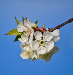 Apple tree blossom against a blue sky