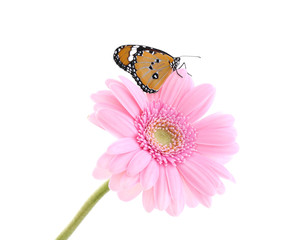 Flower with beautiful painted lady butterfly isolated on white