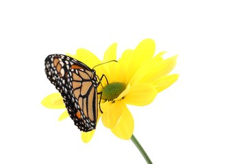 Flower with beautiful monarch butterfly isolated on white