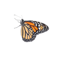Beautiful fragile monarch butterfly isolated on white