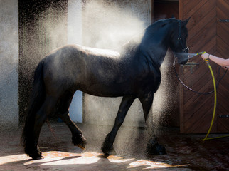 Obraz na płótnie Canvas Koń w trakcie czyszczenia 