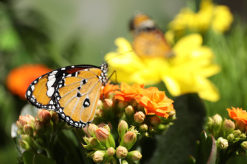 Beautiful painted lady butterfly on flower in garden