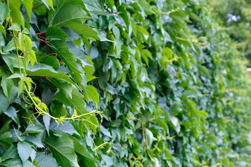 Green wall of wild grapes. Close-up, selective focus.