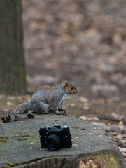 A gray squirrel eats a peanut near an old camera