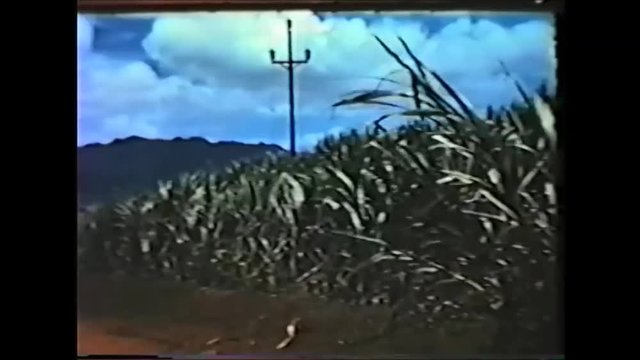 Sugar Cane Fields 1 1946 Hawaii