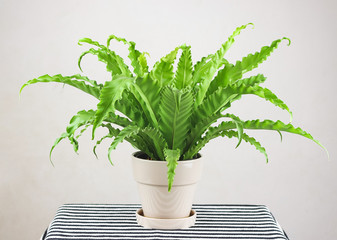 Bird s Nest Fern or Asplenium antiguum in plant pot on table with stripe pattern table cloth on...