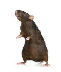 Little brown rat on white background. Pest control