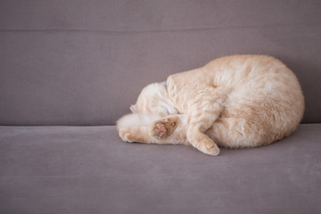 Fototapeta na wymiar Scottish fold cat sleeping on armchair