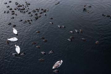 birds on a blue lake, ducks and swans swim along the river, top view, winter river,