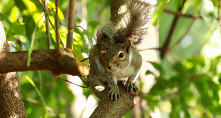 Portrait of an Eastern Gray Squirrel siting on a secluded branch. 