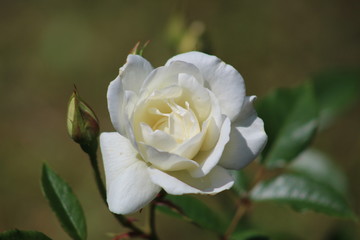 white rose flower