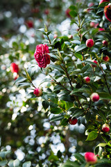 green bush with pink flowers, leaves glisten