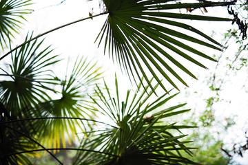 palm leaves with sharp tips against the sky, tropical tree