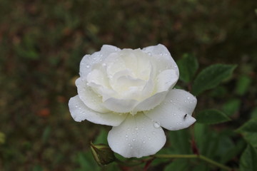 White rose with bug on it