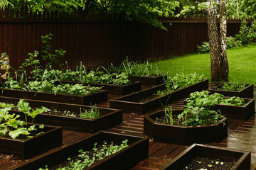 Fototapeta na wymiar Planting a variety of garden plants, herbs and strawberries with green leaves and flowers in the countryside on a regular garden with wooden beds. 