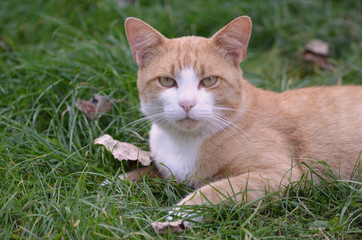 Cat on green grass