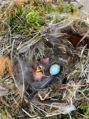 baby birds in nest