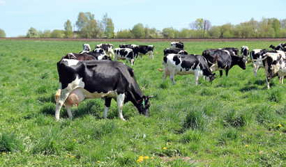 a herd of cows grazes in the meadow