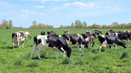 a herd of cows grazes in the meadow