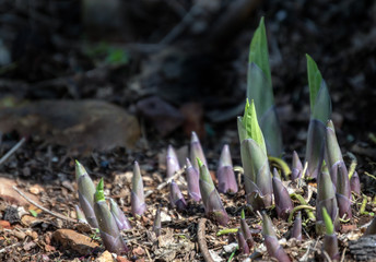 New shoots are poking out of the ground as these Hostas indicate that spring has arrived in Missouri. Bokeh effect.