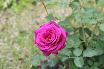 pink rose in garden