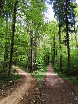 Fork Road In Forest